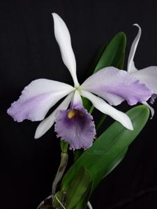 Cattleya C. G. Roebling (1895)