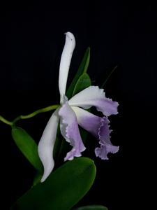 Cattleya C. G. Roebling (1895)