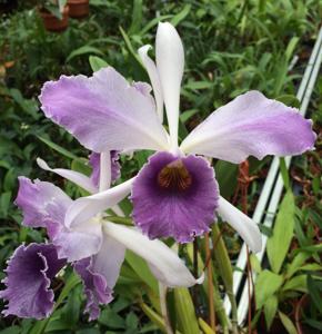 Cattleya C. G. Roebling (1895)