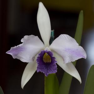 Cattleya C. G. Roebling (1895)