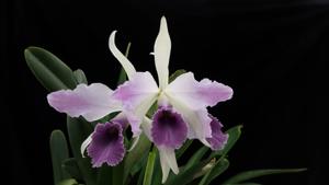 Cattleya C. G. Roebling (1895)