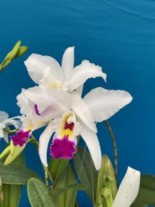 Laeliocattleya Clar Hancock