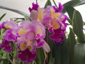 Cattleya Color Guard