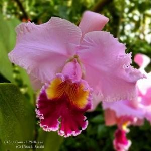 Cattleya Consul