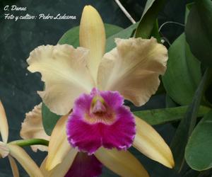 Cattleya Danaé