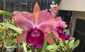 Cattleya Danaé