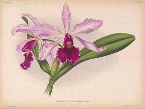 Cattleya Dellensis