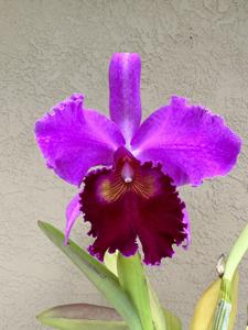 Cattleya De Loris Ziegfeld