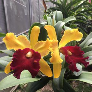 Cattleya Derna