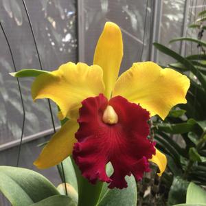 Cattleya Derna