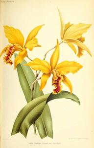 Cattleya Ernestii