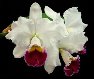 Cattleya Fair Catherine