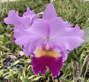 Cattleya Frank Lloyd Wright