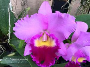 Cattleya Frank Lloyd Wright