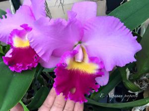 Cattleya Frank Lloyd Wright