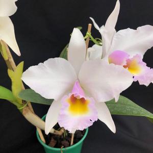 Laeliocattleya Frederick Boyle