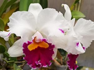 Cattleya Hausermann's Gala