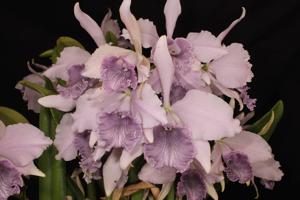 Cattleya Indigo Mist