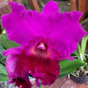 Cattleya Joâo Paulo Fontes