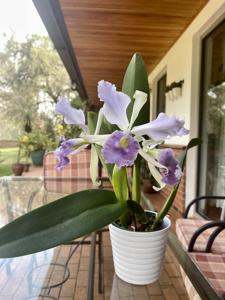 Cattleya Joey's Blue