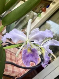 Cattleya Joey's Blue