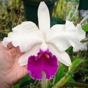 Cattleya Lily Pons