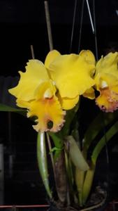 Cattleya Lorraine Shirai