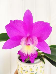 Cattleya Love Knot