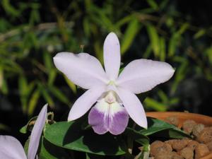 Cattleya Love Knot