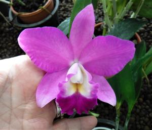 Cattleya Love Knot