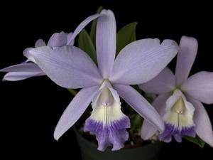 Cattleya Love Knot