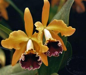 Cattleya Madame Dubarry