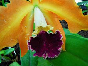 Cattleya Madame Dubarry