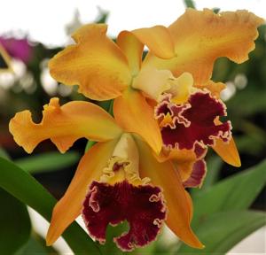 Cattleya Madame Dubarry