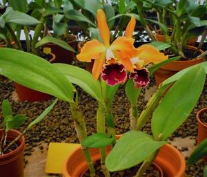 Cattleya Madame Dubarry