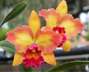 Cattleya Mary Ellen Carter