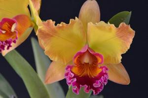 Cattleya Mary Ellen Carter