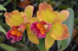 Cattleya Mary Ellen Carter