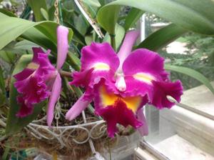 Cattleya Petticoats