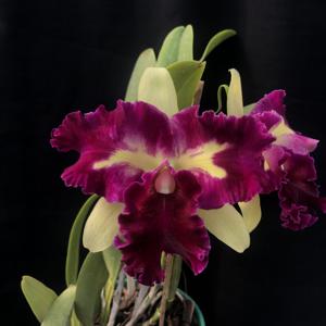 Cattleya Prem