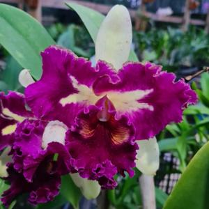 Cattleya Prem