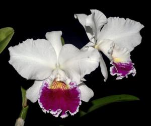 Cattleya Shellie Compton