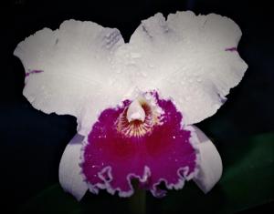 Cattleya Shellie Compton