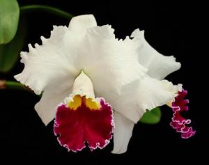 Cattleya Stephen-Zuiho