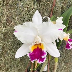 Cattleya Stephen-Zuiho