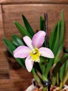 Cattlianthe Tiny Treasure