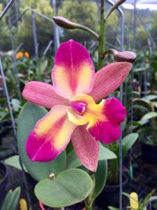 Cattleya Tropical Chip