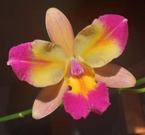 Cattleya Tropical Chip