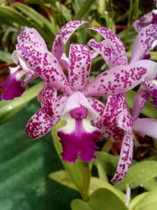 Cattleya Tropical Pointer