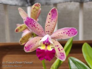 Cattleya Tropical Pointer